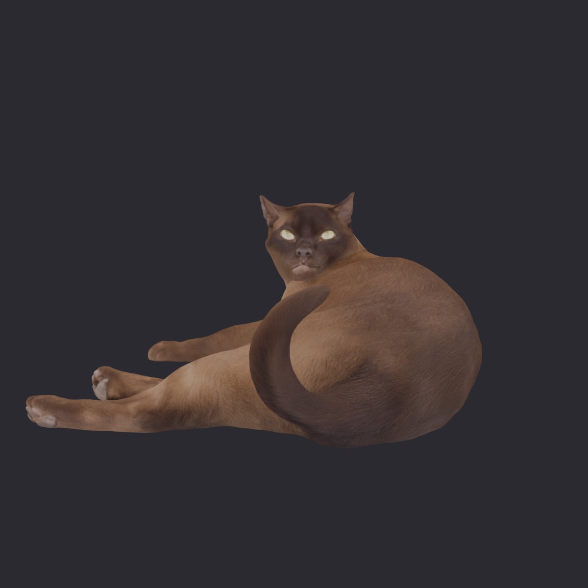 Burmese Cat — Curled Lying Pose — thumbnail 1