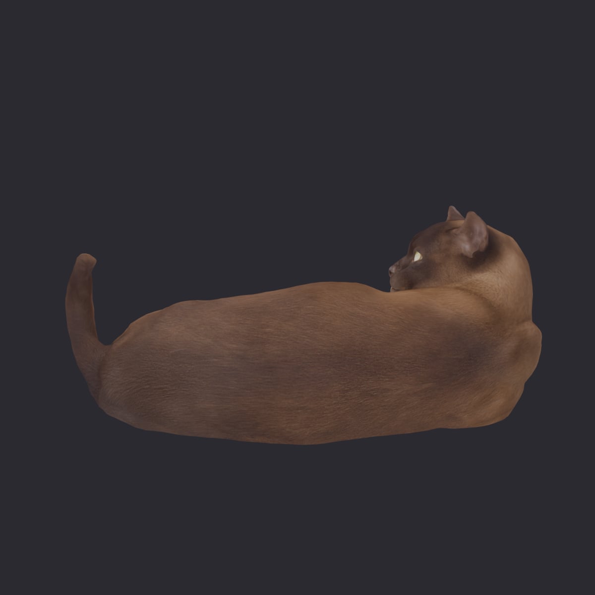 Burmese Cat — Curled Lying Pose — thumbnail 2