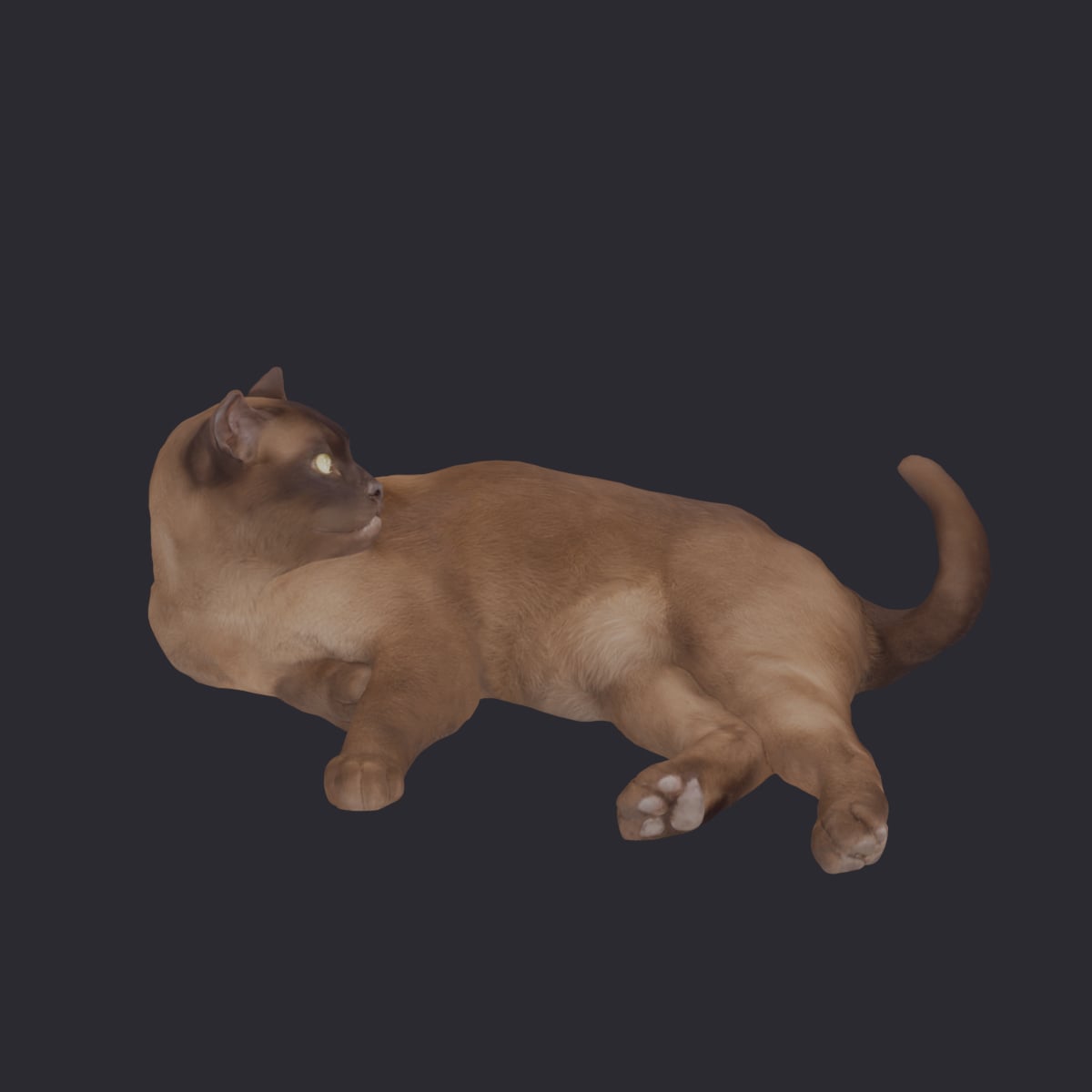 Burmese Cat — Curled Lying Pose — thumbnail 4