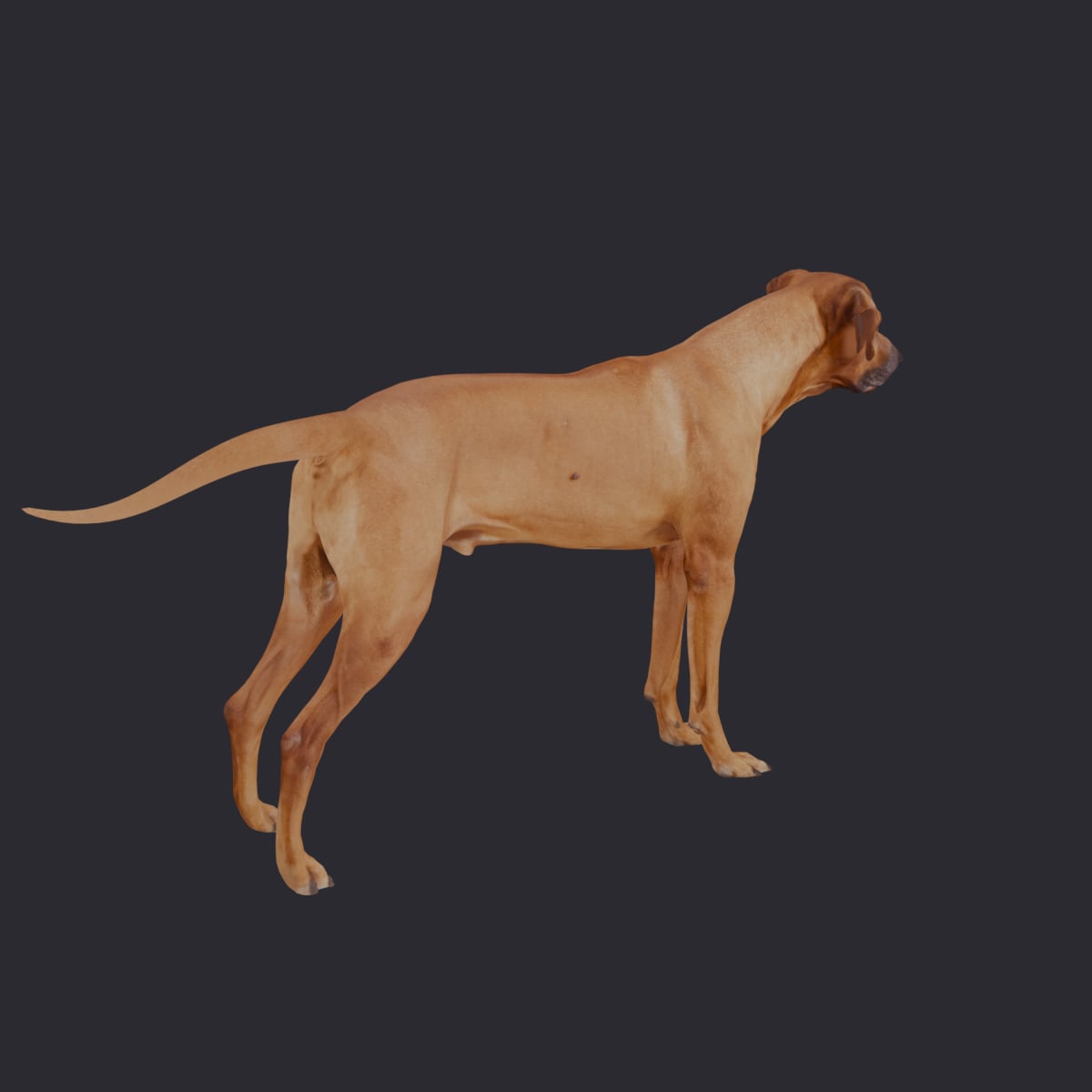 Rhodesian Ridgeback — Standing Pose — thumbnail 3