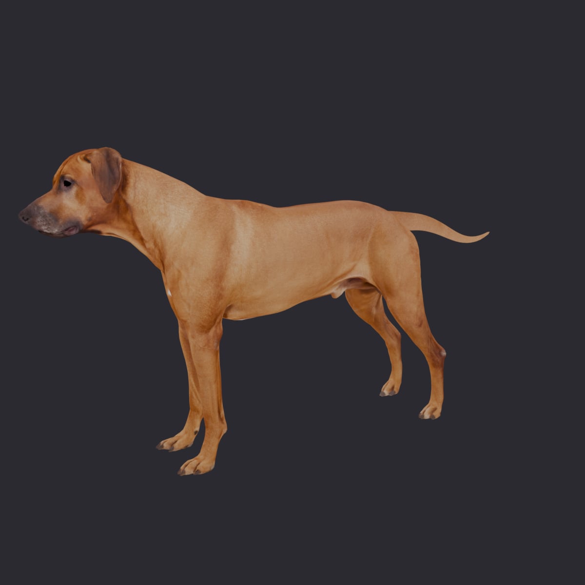 Rhodesian Ridgeback — Standing Pose