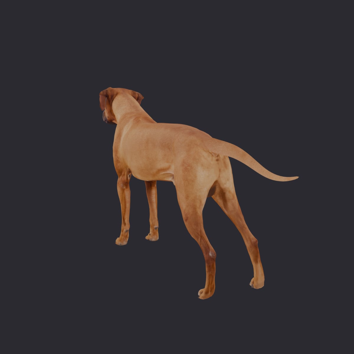 Rhodesian Ridgeback — Standing Pose — thumbnail 2