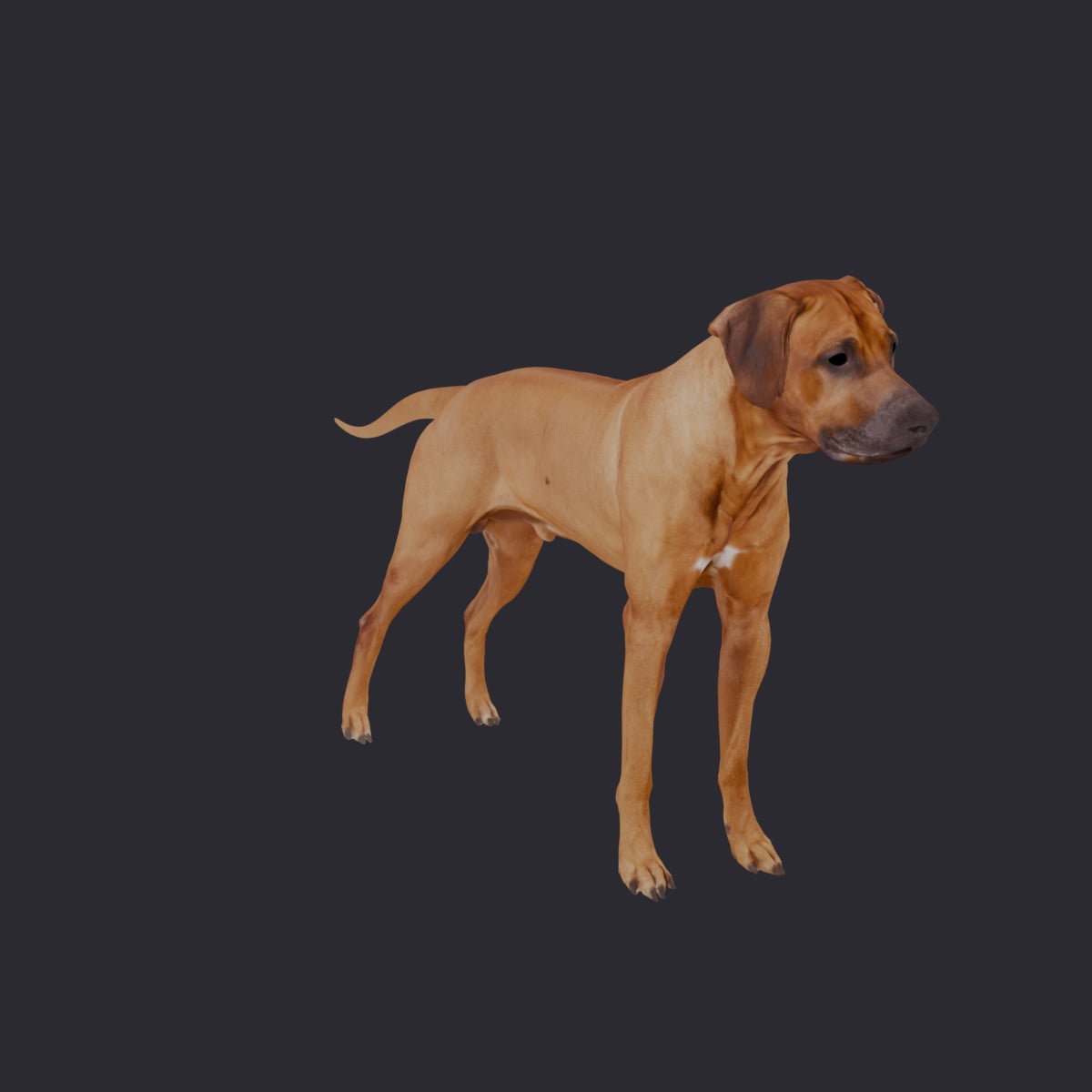Rhodesian Ridgeback — Standing Pose — thumbnail 4