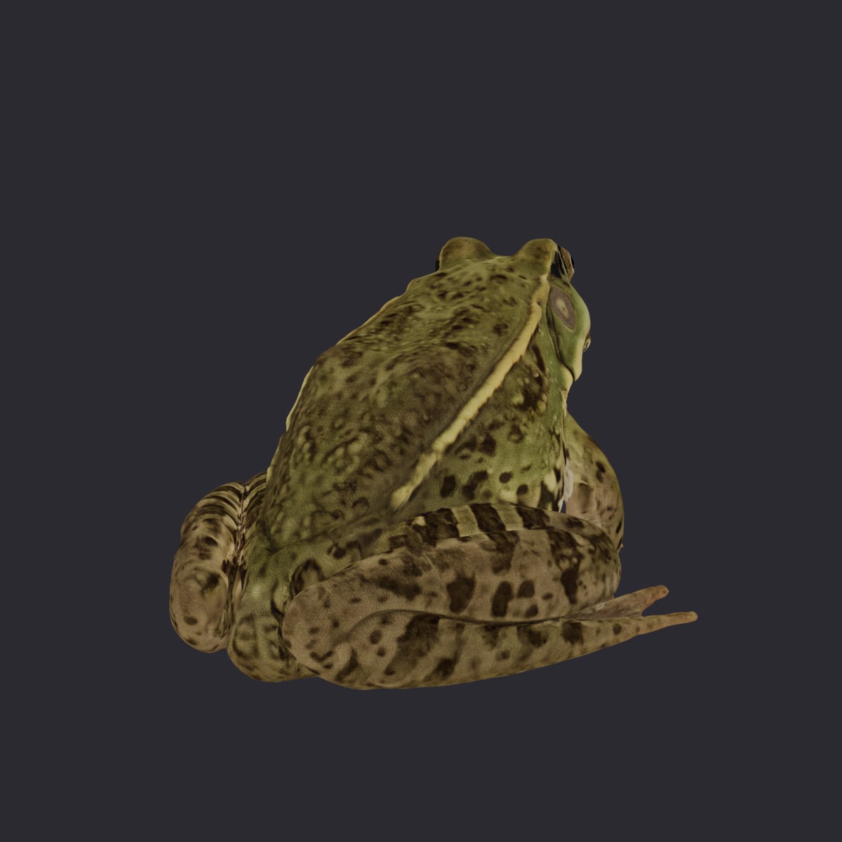 Marsh Frog — Sitting Pose 3D Model — thumbnail 3