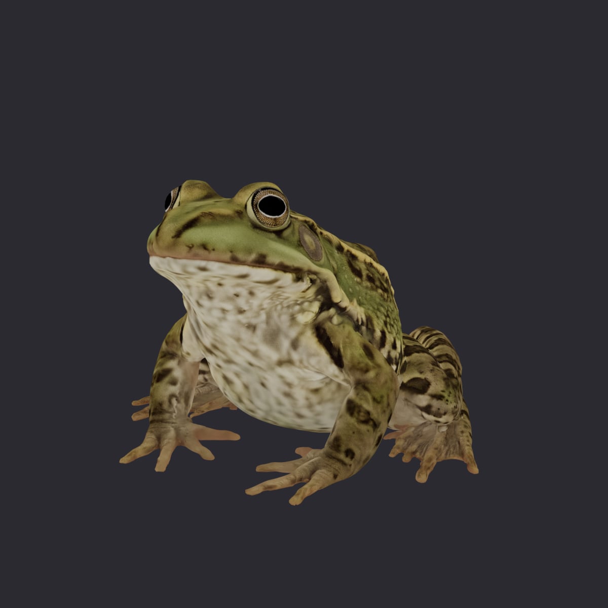 Marsh Frog — Sitting Pose 3D Model