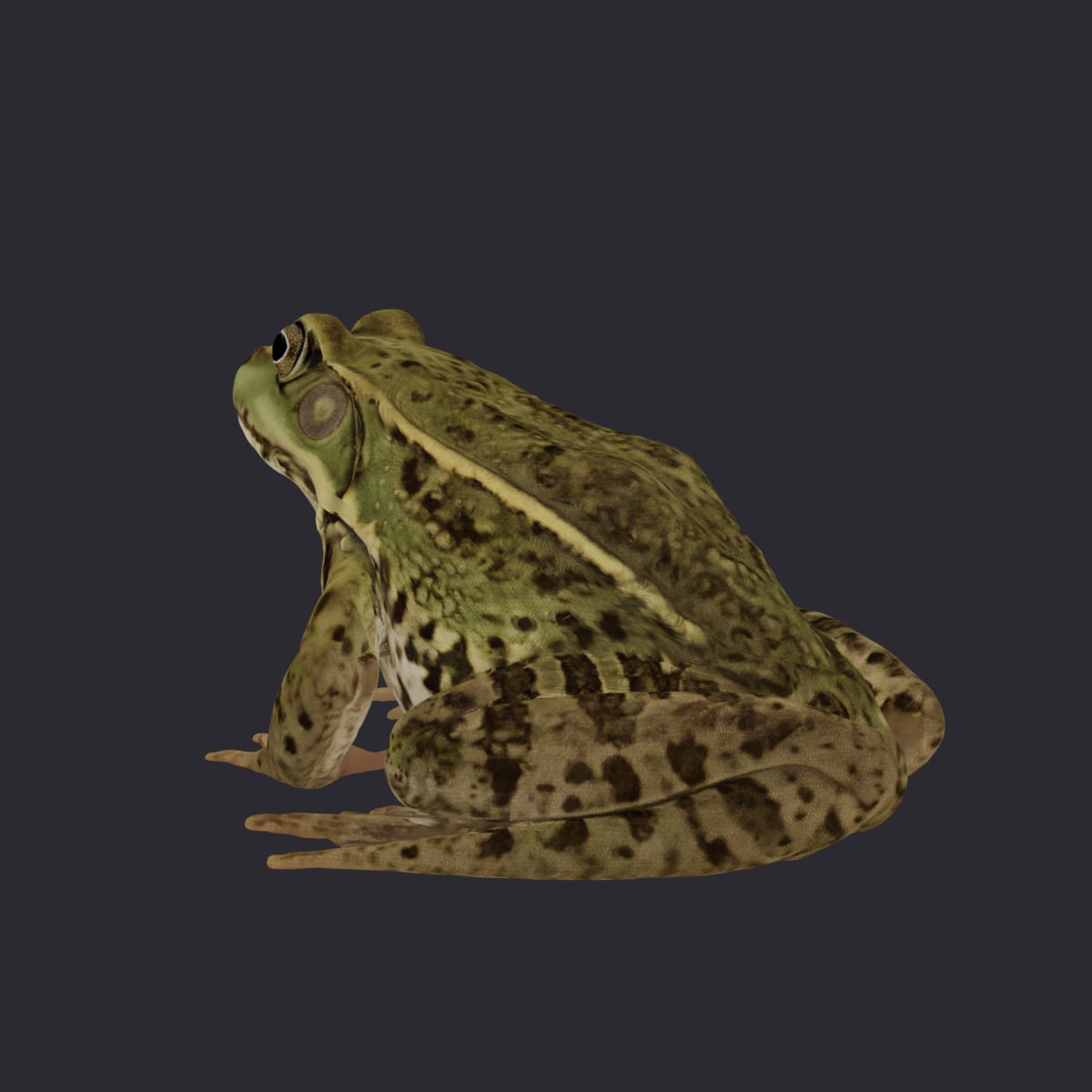 Marsh Frog — Sitting Pose 3D Model — thumbnail 2
