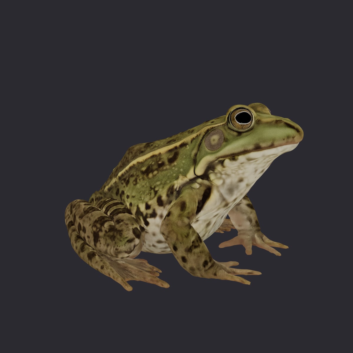 Marsh Frog — Sitting Pose 3D Model — thumbnail 4