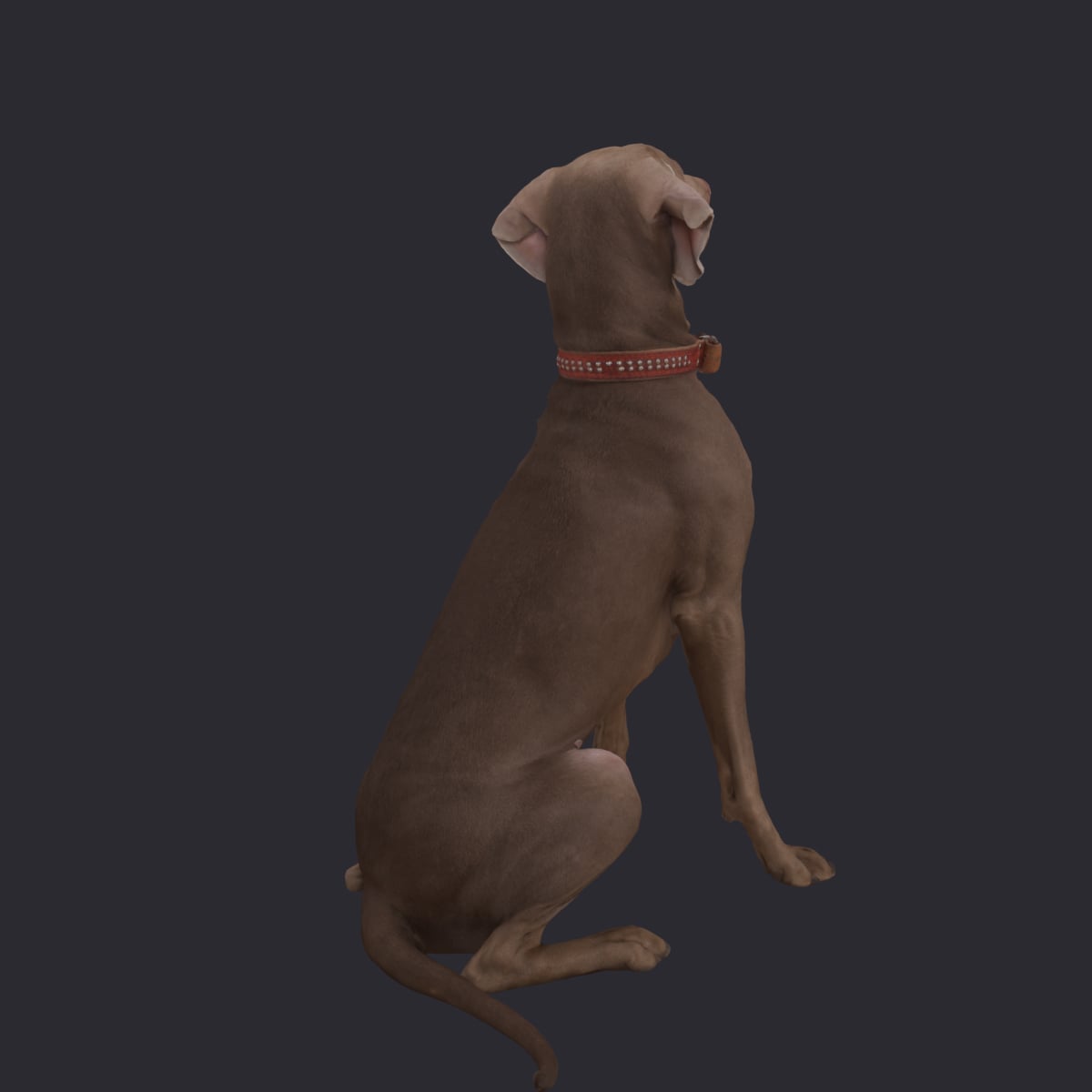 Weimaraner — Sitting Pose with Red Collar — thumbnail 3