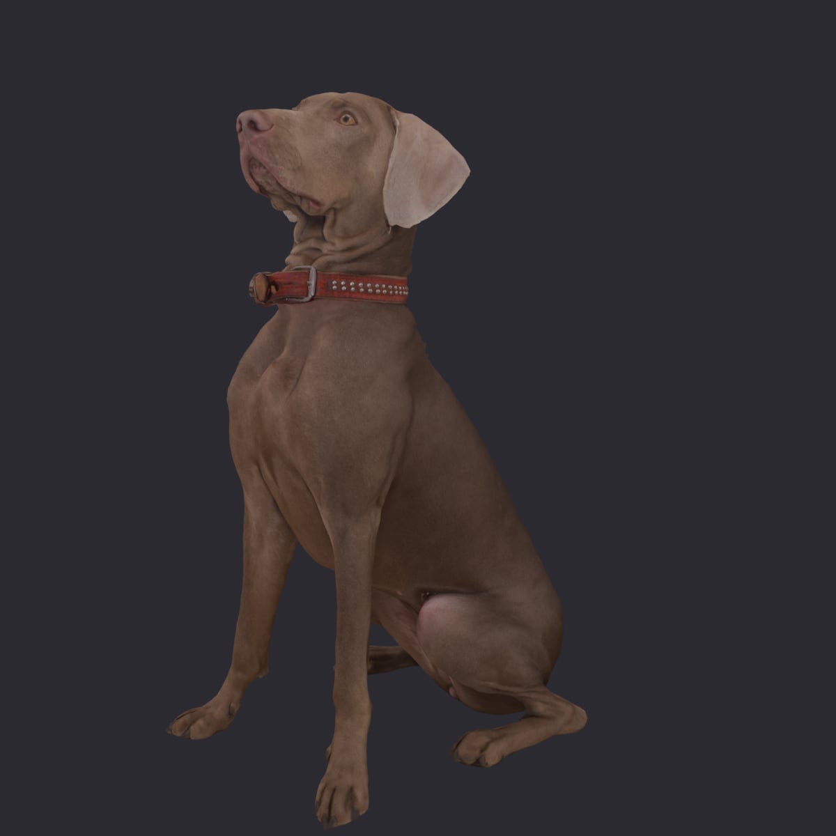Weimaraner — Sitting Pose with Red Collar