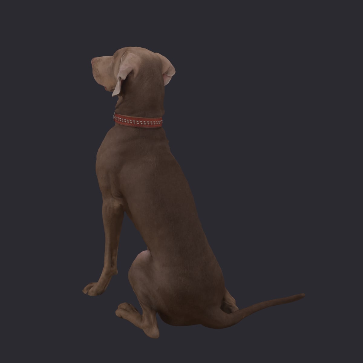 Weimaraner — Sitting Pose with Red Collar — thumbnail 2