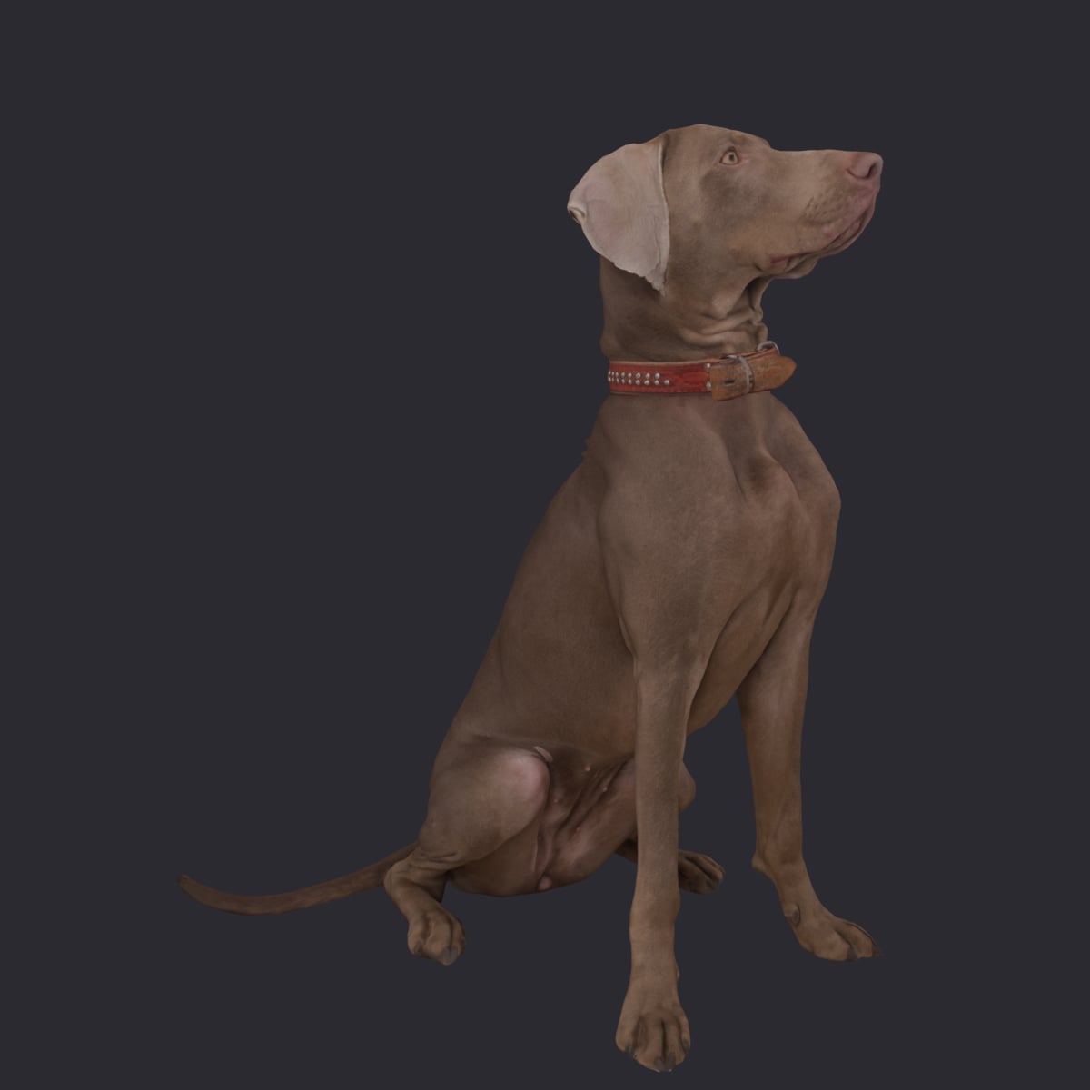 Weimaraner — Sitting Pose with Red Collar — thumbnail 4