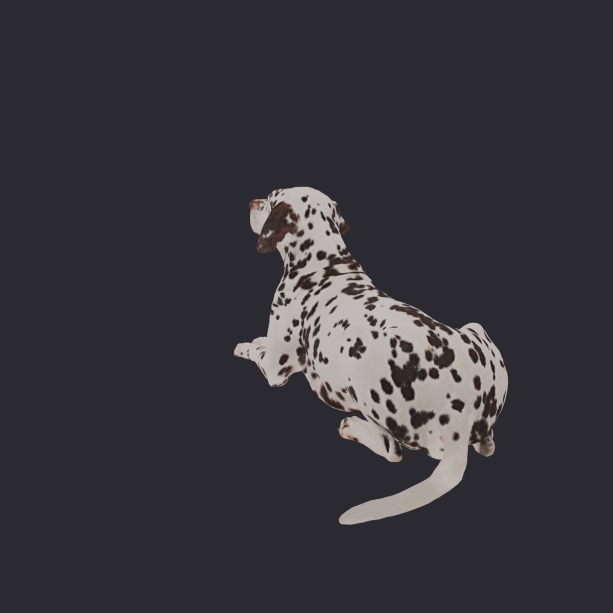 Dalmatian — Liver-Spotted Dog in Lying Pose — thumbnail 3
