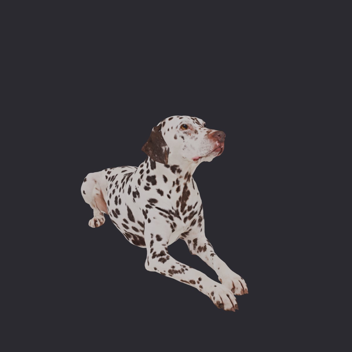 Dalmatian — Liver-Spotted Dog in Lying Pose