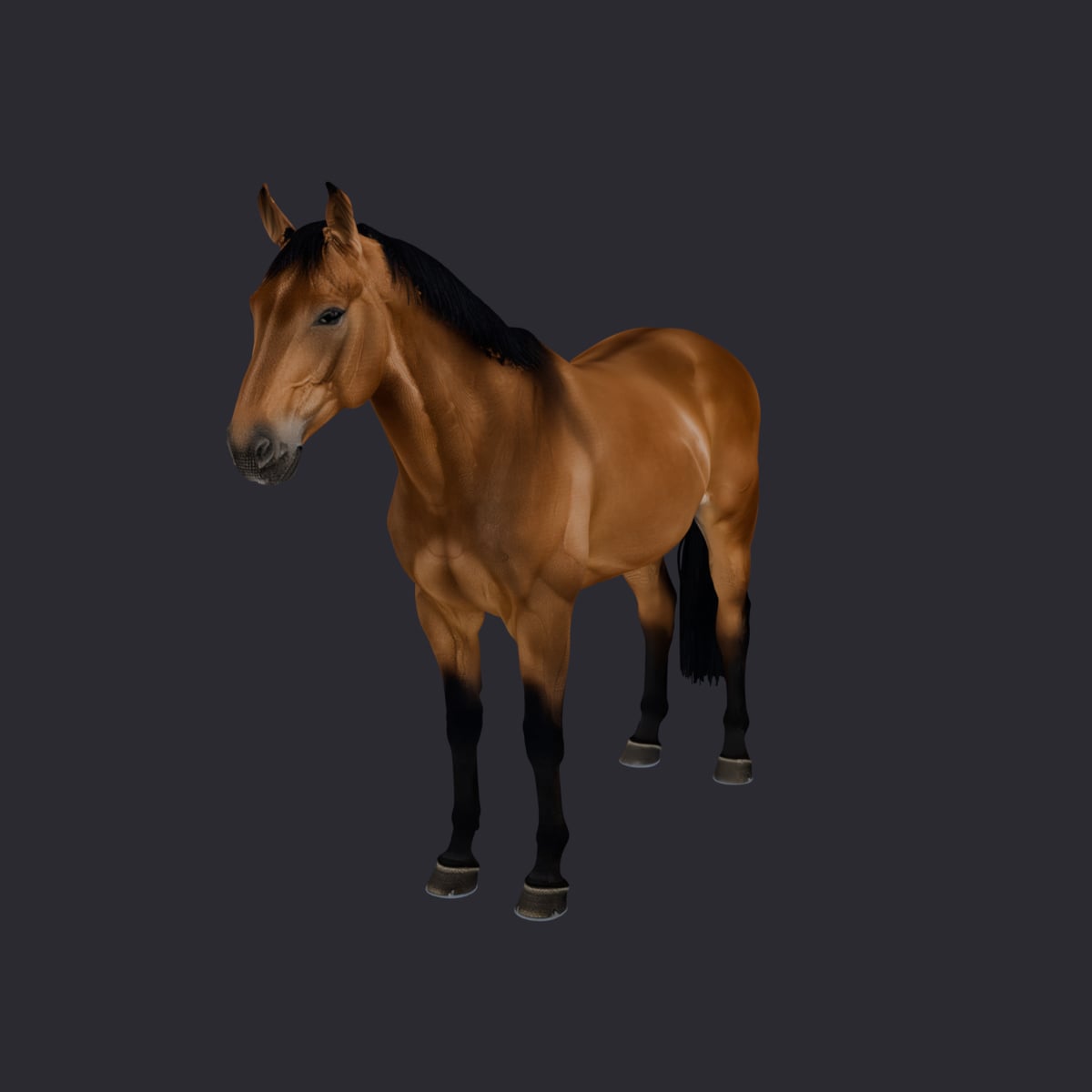Horse — Bay Coat Standing Pose