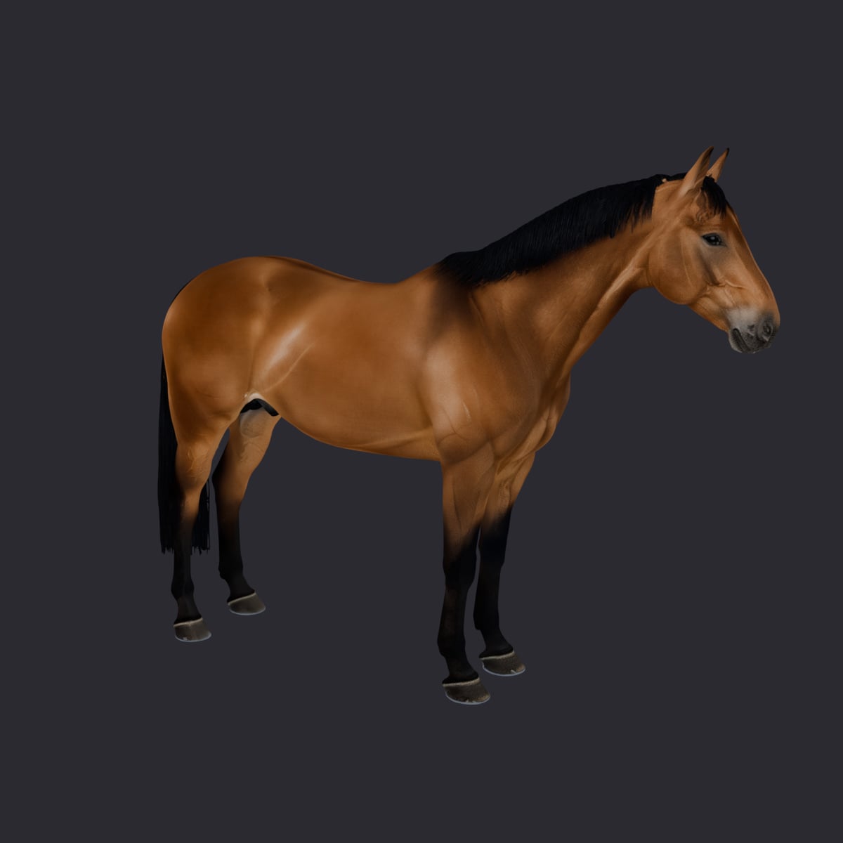 Horse — Bay Coat Standing Pose — thumbnail 4