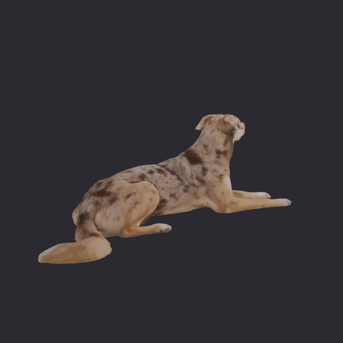 Catahoula Leopard Dog — Lying Pose — thumbnail 3