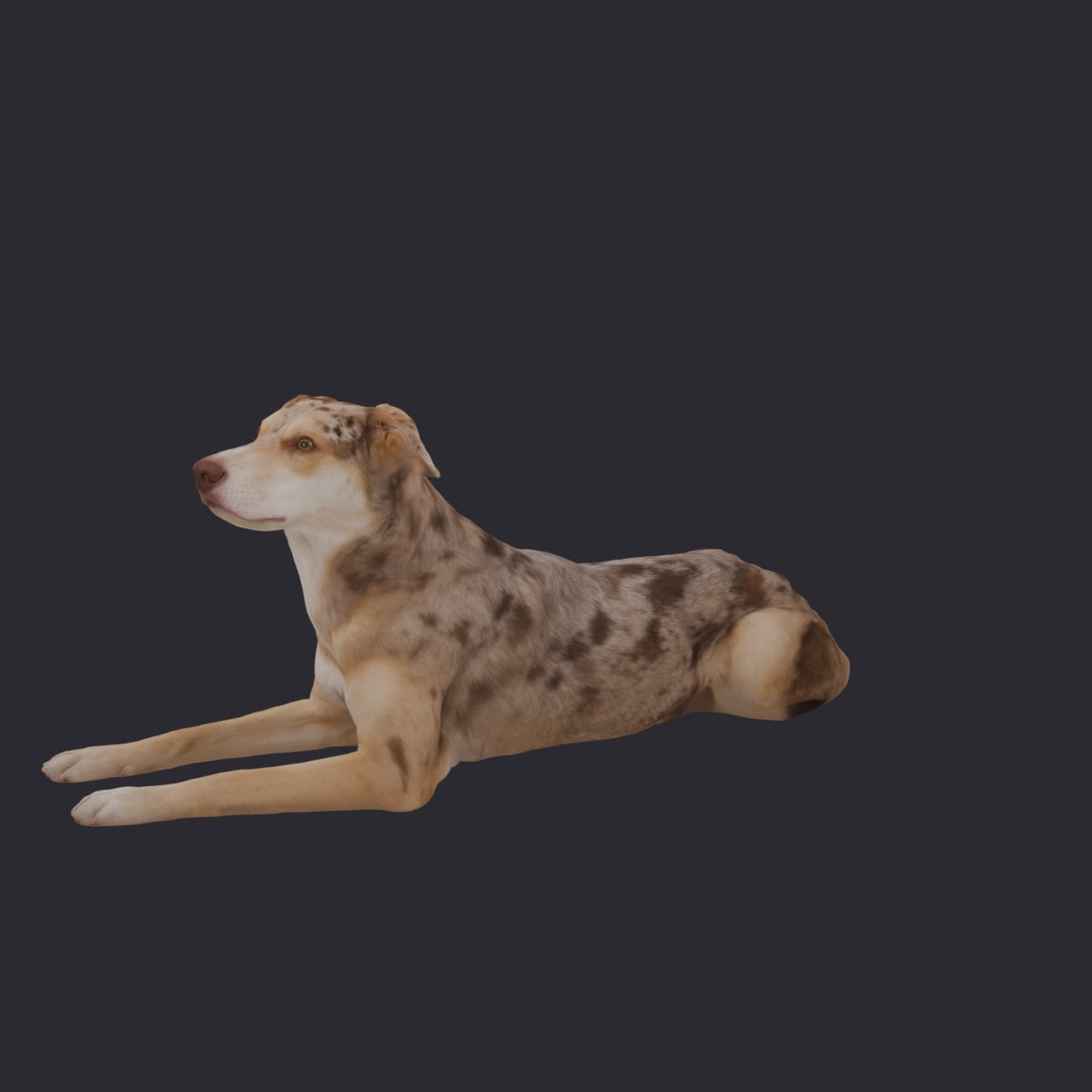 Catahoula Leopard Dog — Lying Pose
