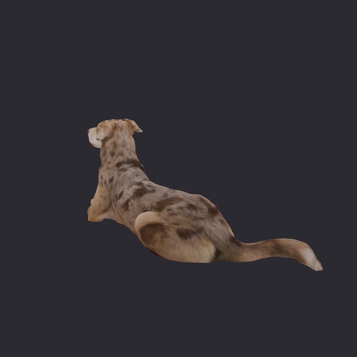 Catahoula Leopard Dog — Lying Pose — thumbnail 2