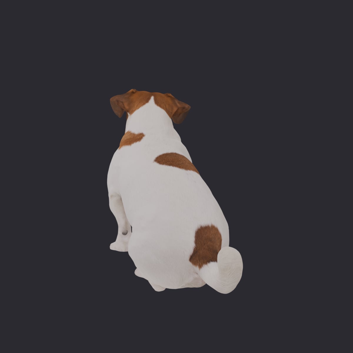 Jack Russell Terrier — Sitting Pose — thumbnail 3