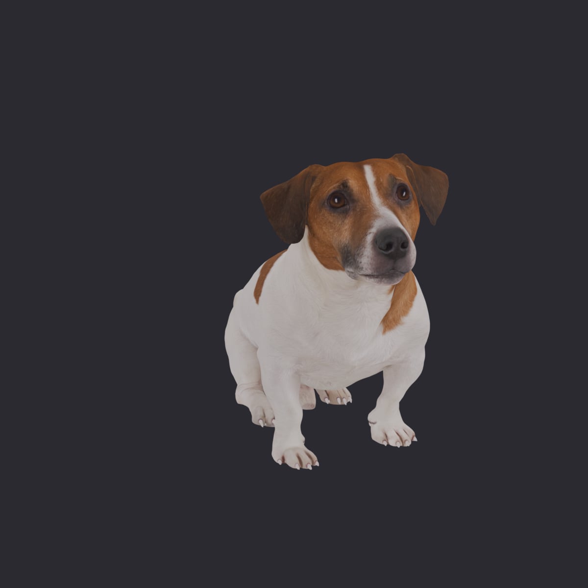 Jack Russell Terrier — Sitting Pose — thumbnail 1