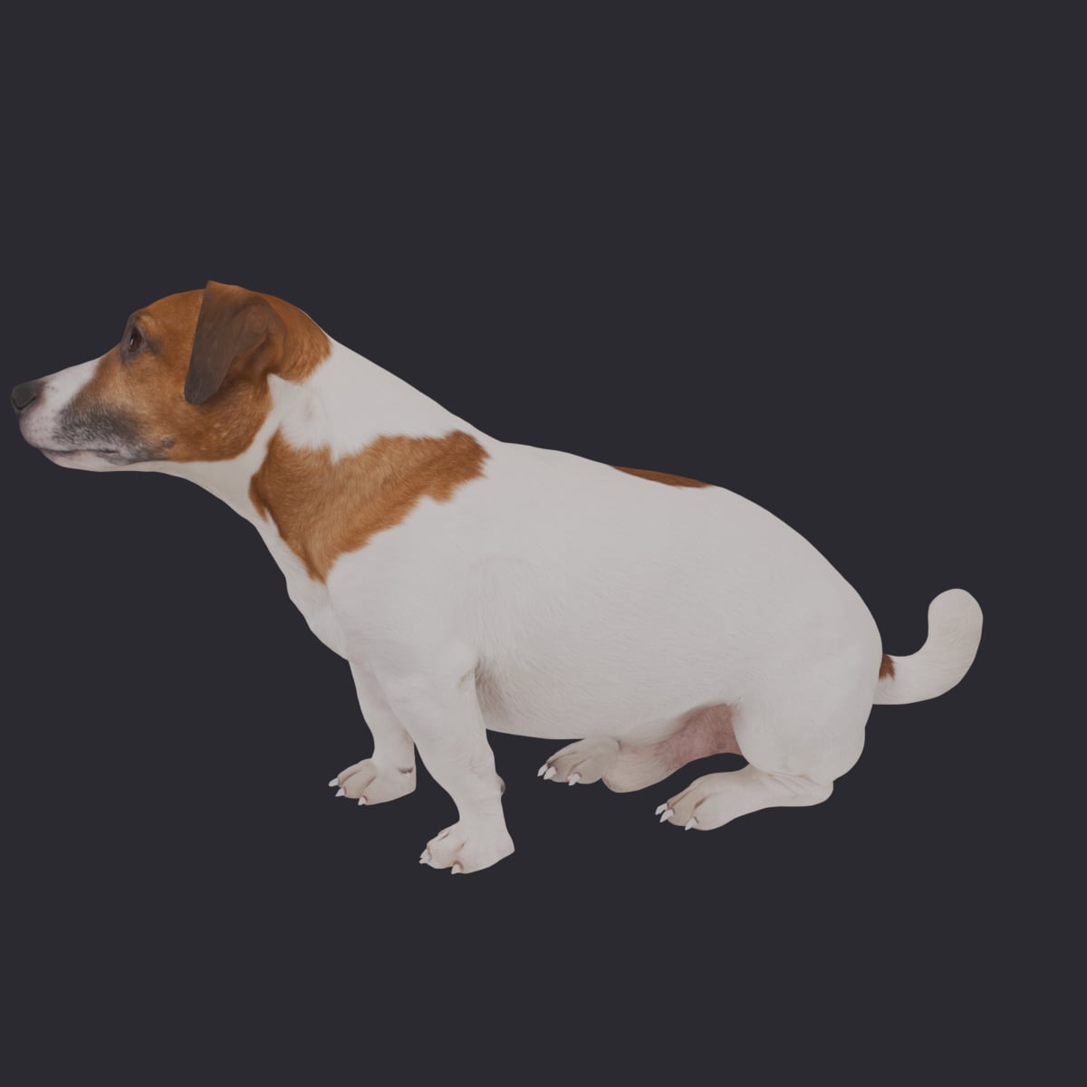 Jack Russell Terrier — Sitting Pose — thumbnail 2
