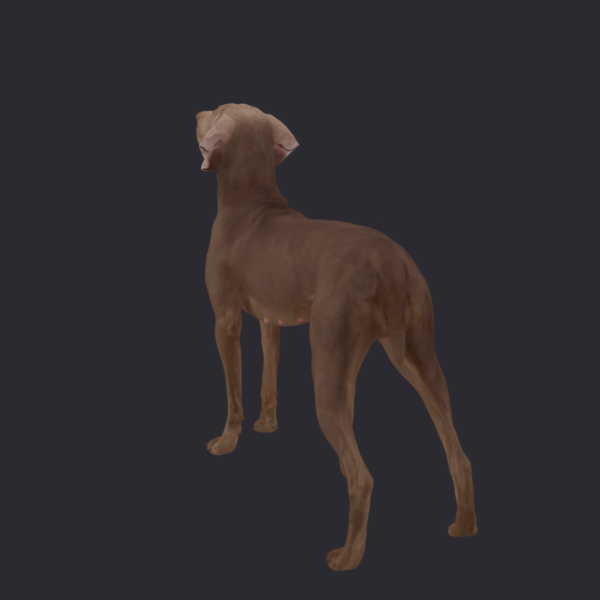 Weimaraner — Standing, Muzzle Tipped Upward — thumbnail 3