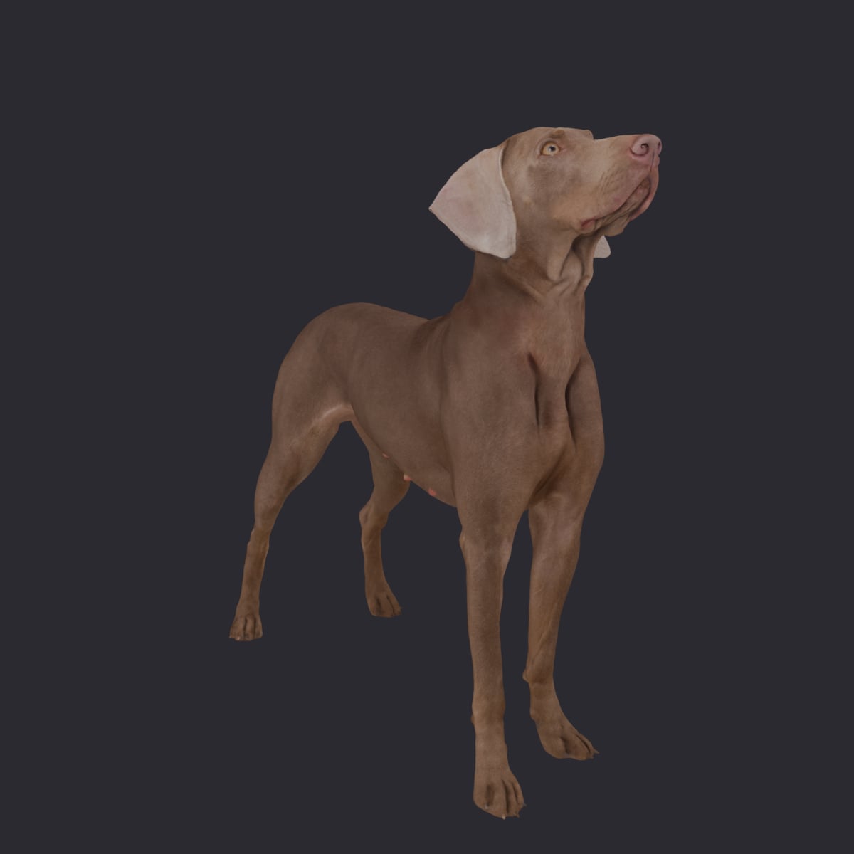 Weimaraner — Standing, Muzzle Tipped Upward