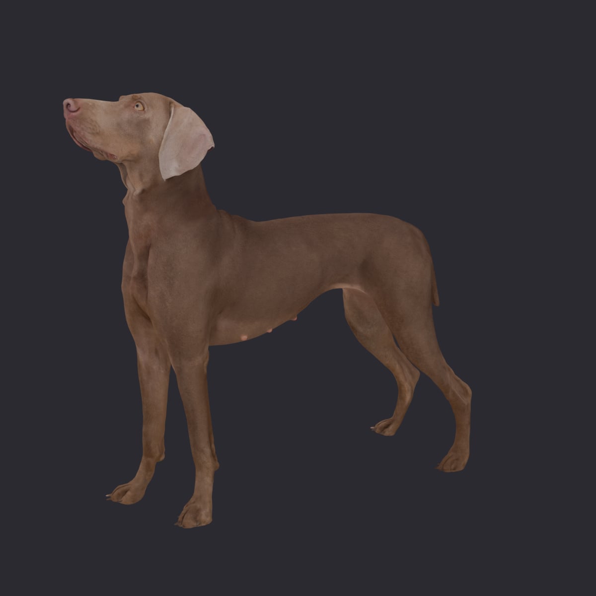 Weimaraner — Standing, Muzzle Tipped Upward — thumbnail 2