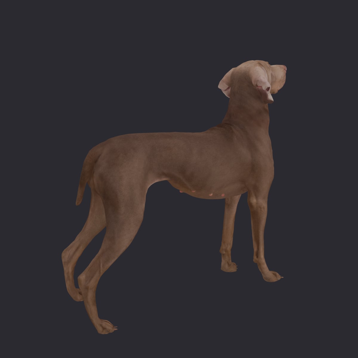 Weimaraner — Standing, Muzzle Tipped Upward — thumbnail 4