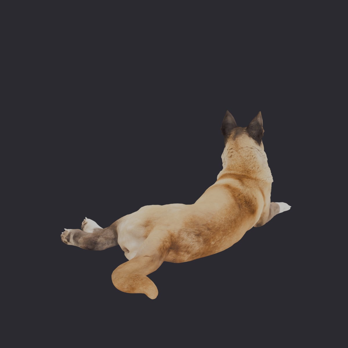 Akita — Lying Pose — thumbnail 3