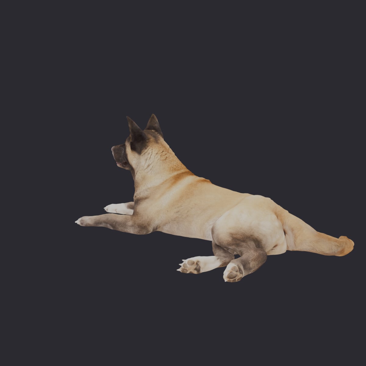 Akita — Lying Pose — thumbnail 2