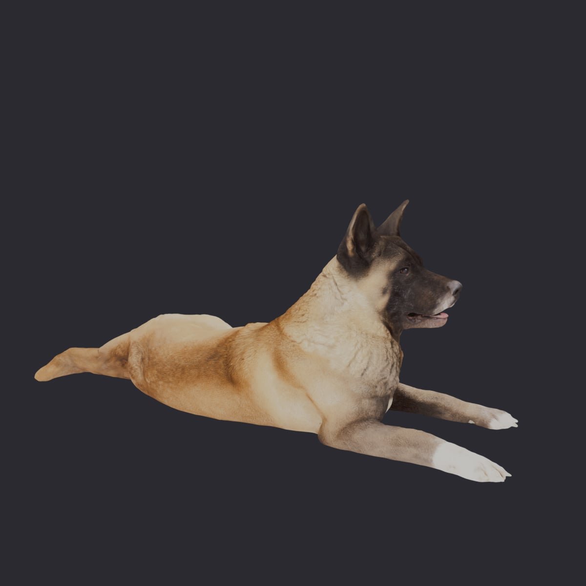 Akita — Lying Pose — thumbnail 4