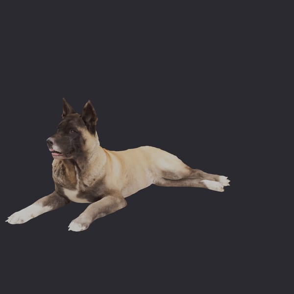 Akita — Lying Pose