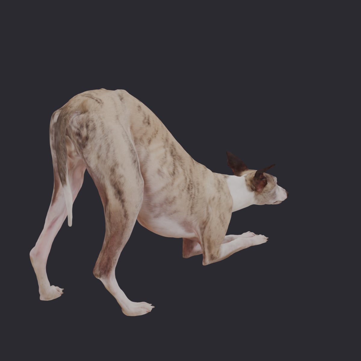 Whippet — Play Bow, Brindle & White — thumbnail 3