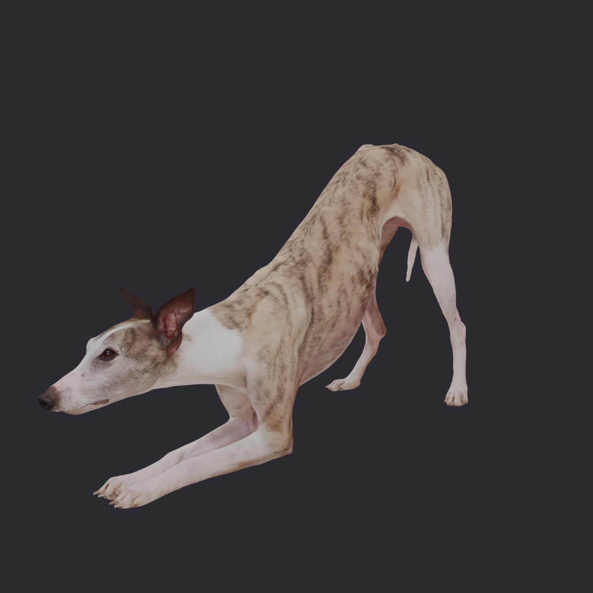 Whippet — Play Bow, Brindle & White