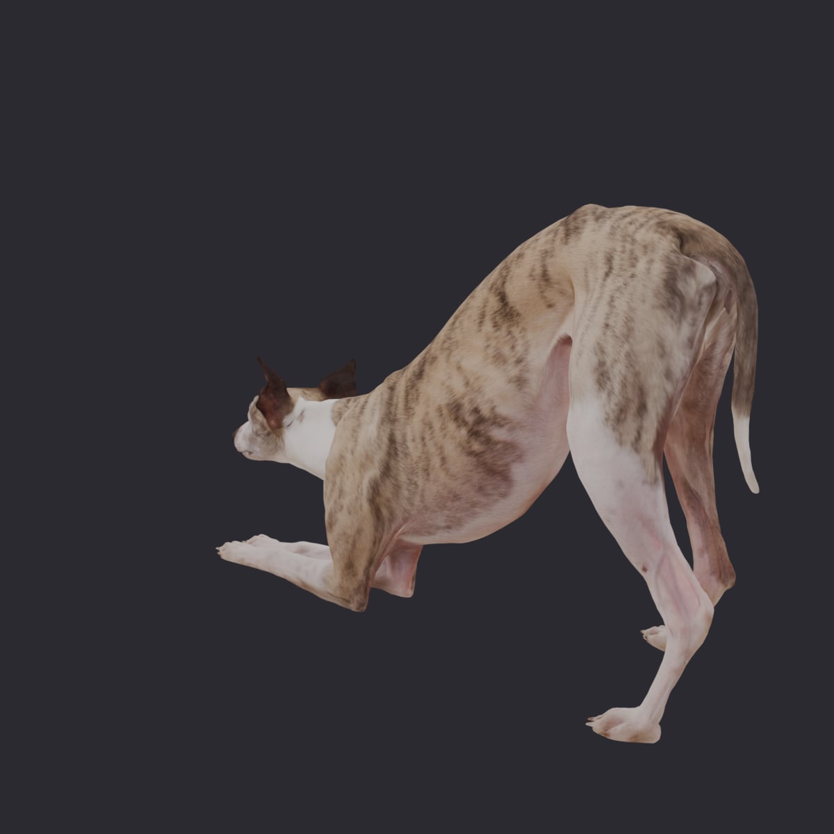 Whippet — Play Bow, Brindle & White — thumbnail 2