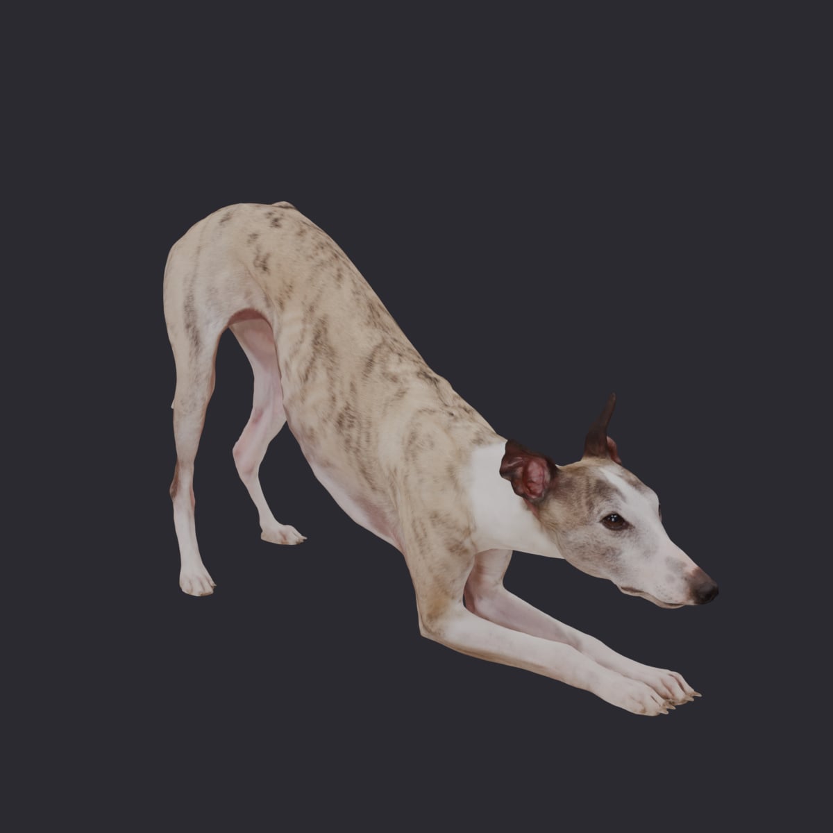 Whippet — Play Bow, Brindle & White — thumbnail 4