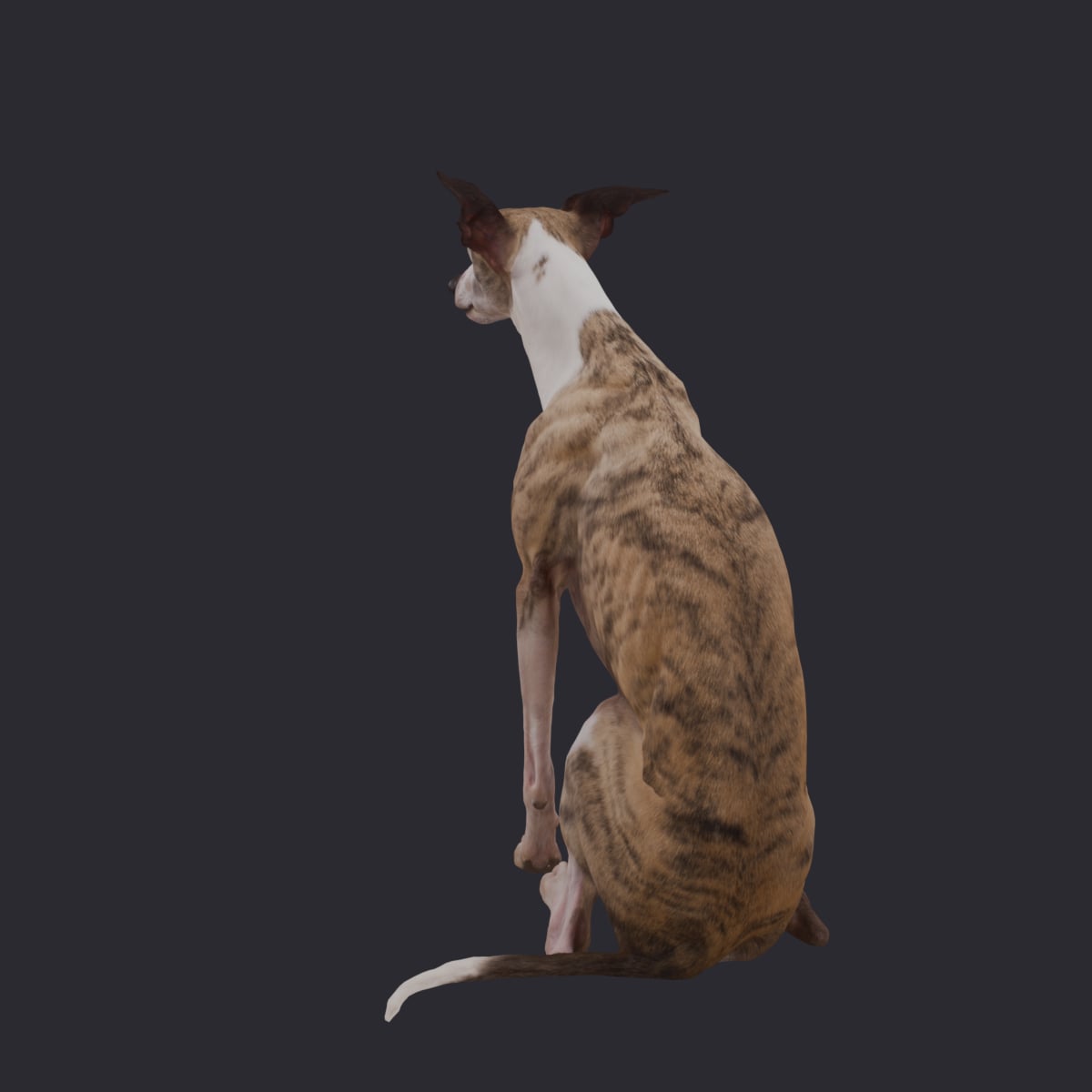 Whippet — Sitting Pose 3D Model — thumbnail 3