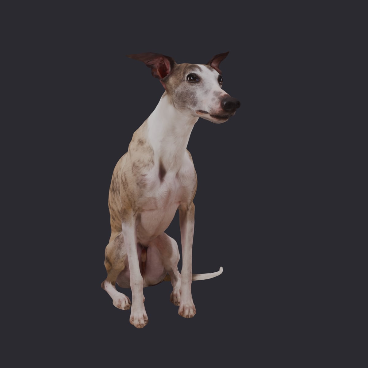 Whippet — Sitting Pose 3D Model