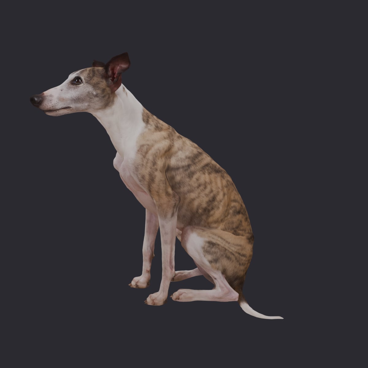 Whippet — Sitting Pose 3D Model — thumbnail 2