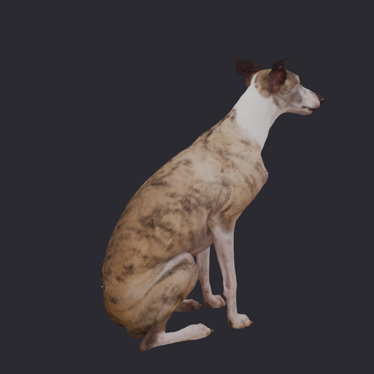 Whippet — Sitting Pose 3D Model — thumbnail 4