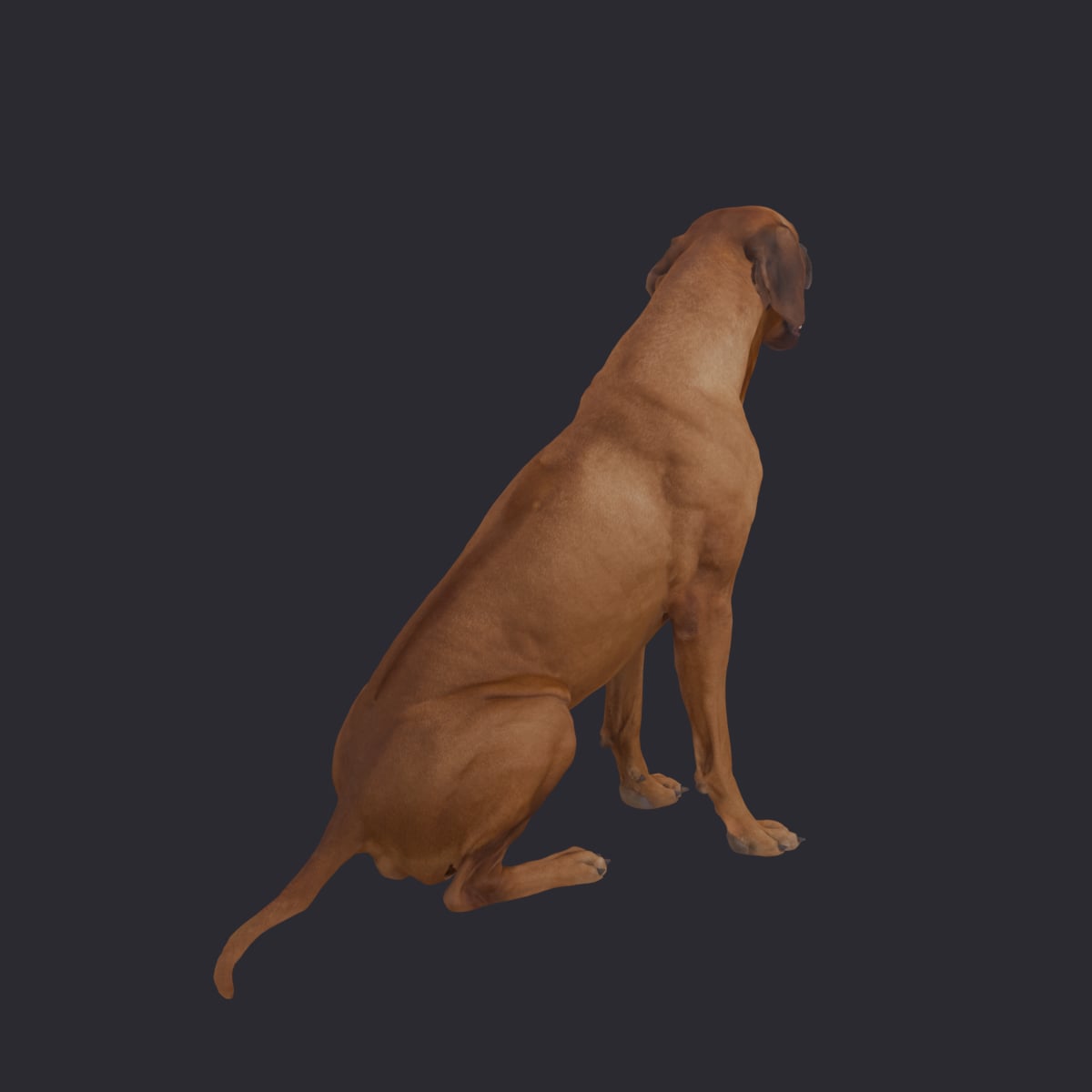 Rhodesian Ridgeback — Sitting Pose — thumbnail 3