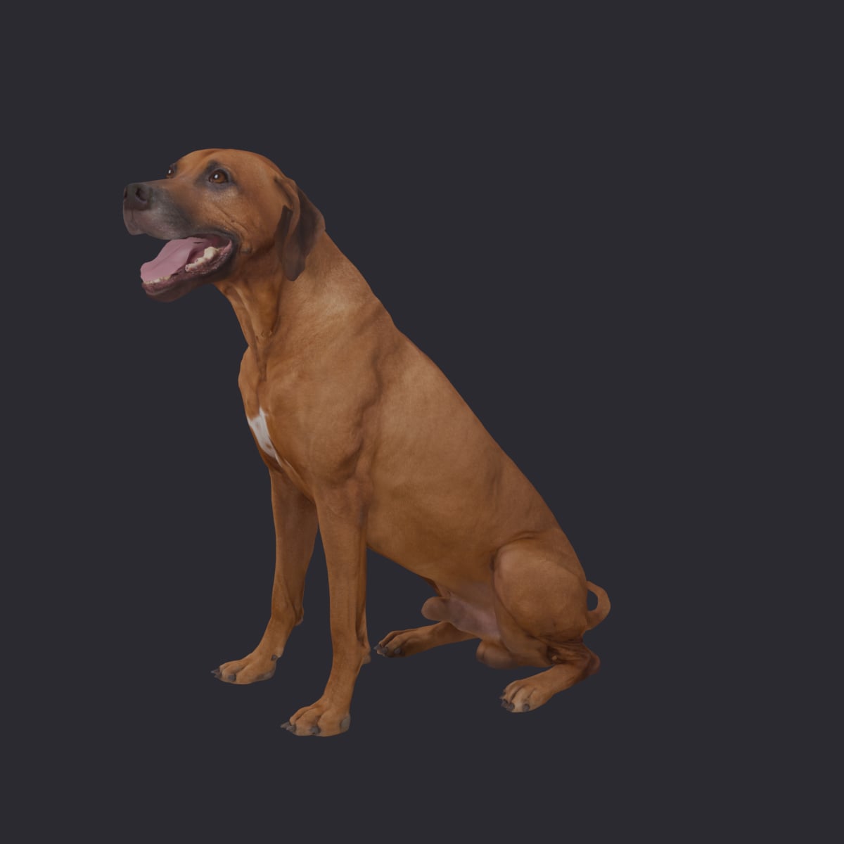 Rhodesian Ridgeback — Sitting Pose