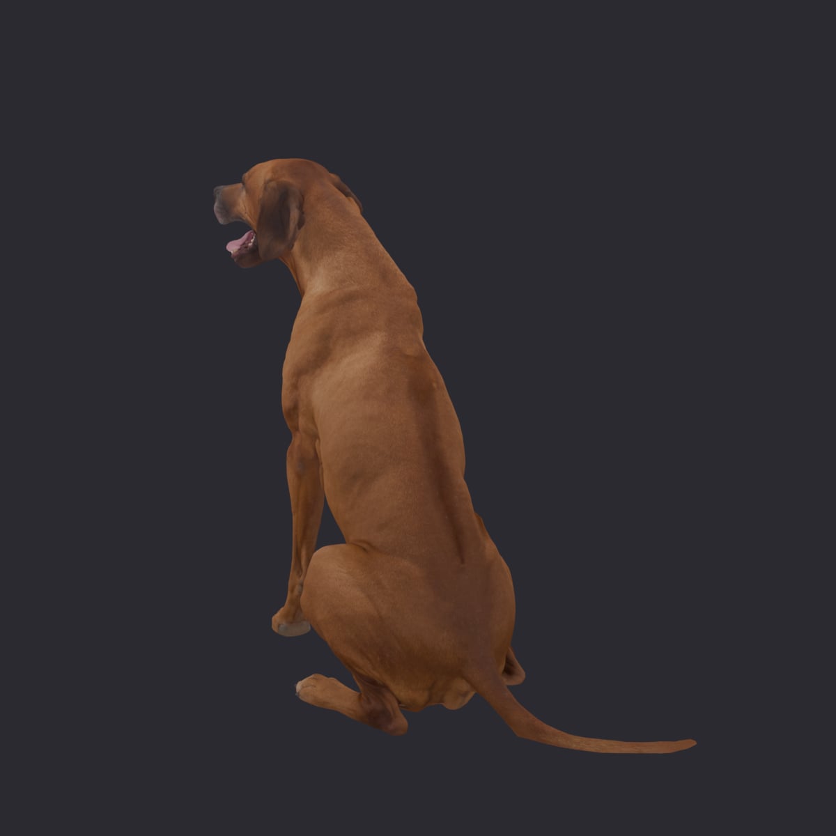 Rhodesian Ridgeback — Sitting Pose — thumbnail 2