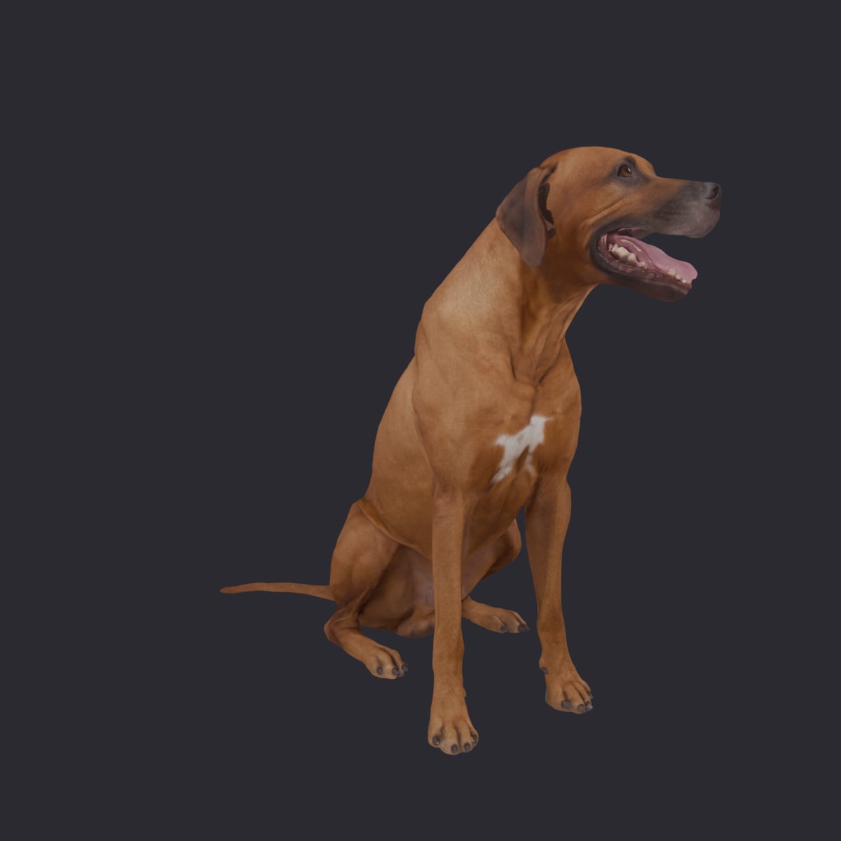 Rhodesian Ridgeback — Sitting Pose — thumbnail 4