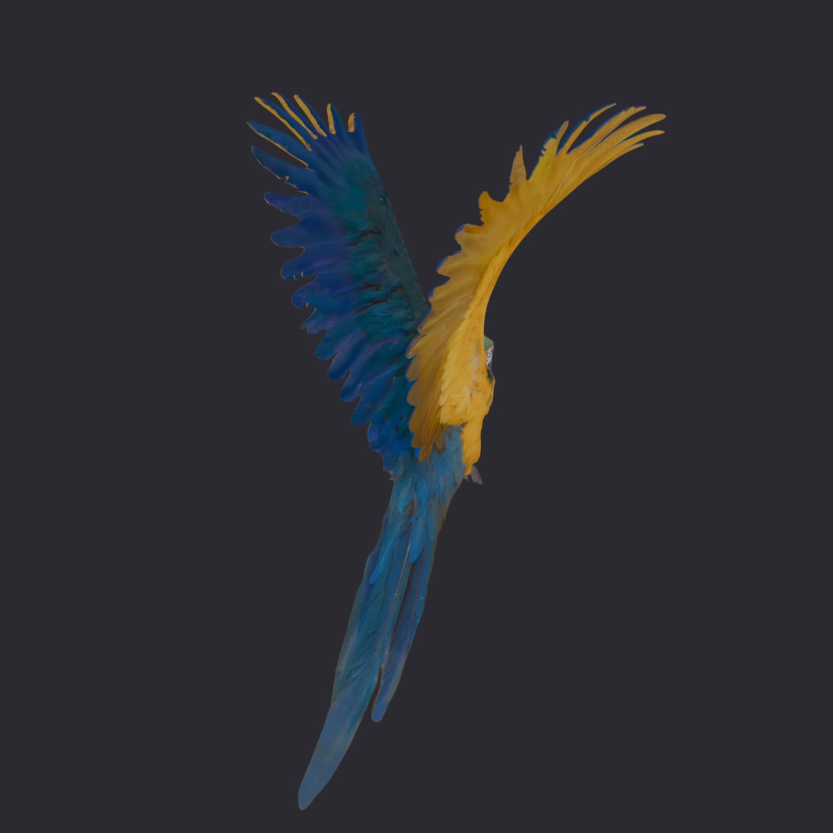 Blue-and-Gold Macaw — Flying Pose, Wings Spread — thumbnail 3