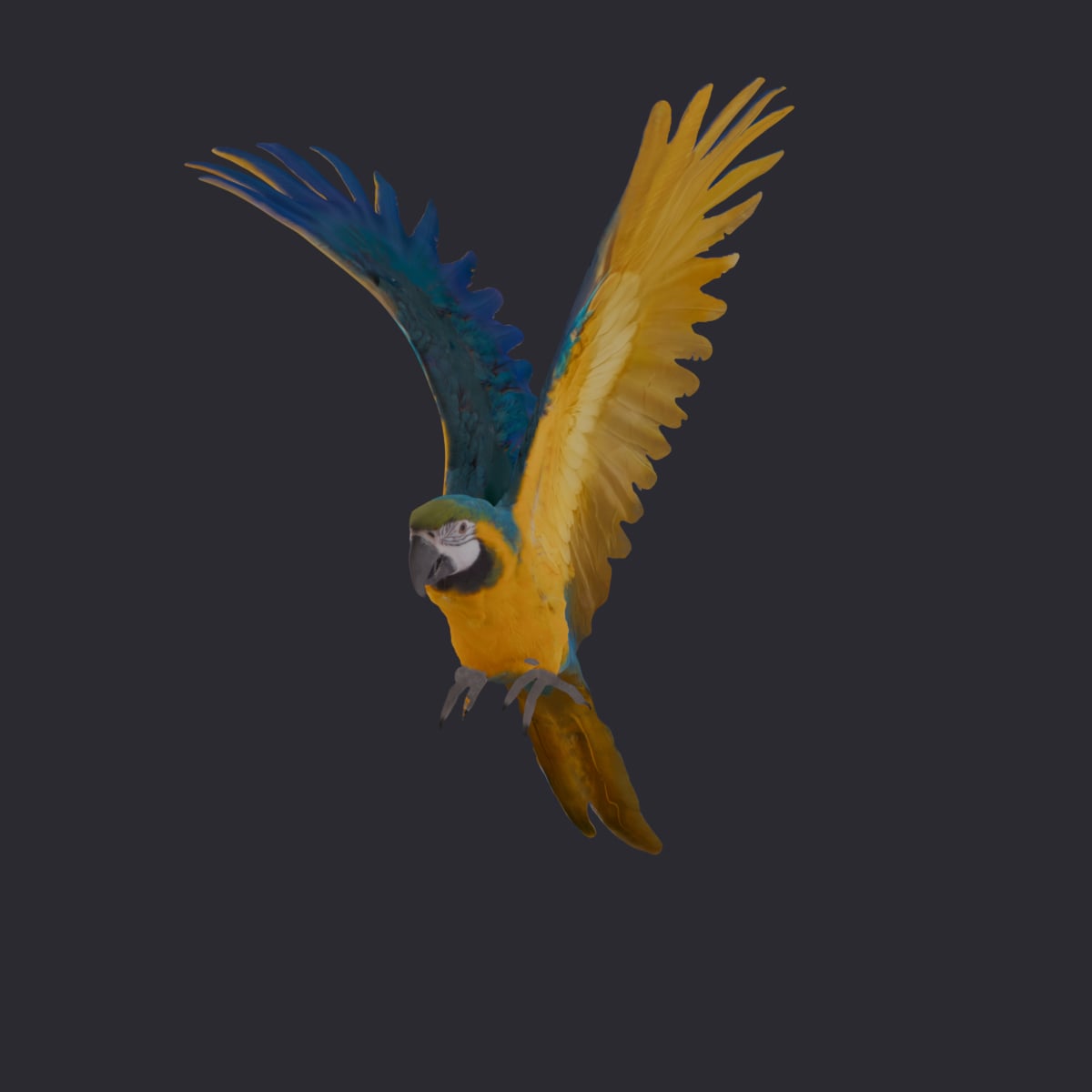 Blue-and-Gold Macaw — Flying Pose, Wings Spread — thumbnail 1