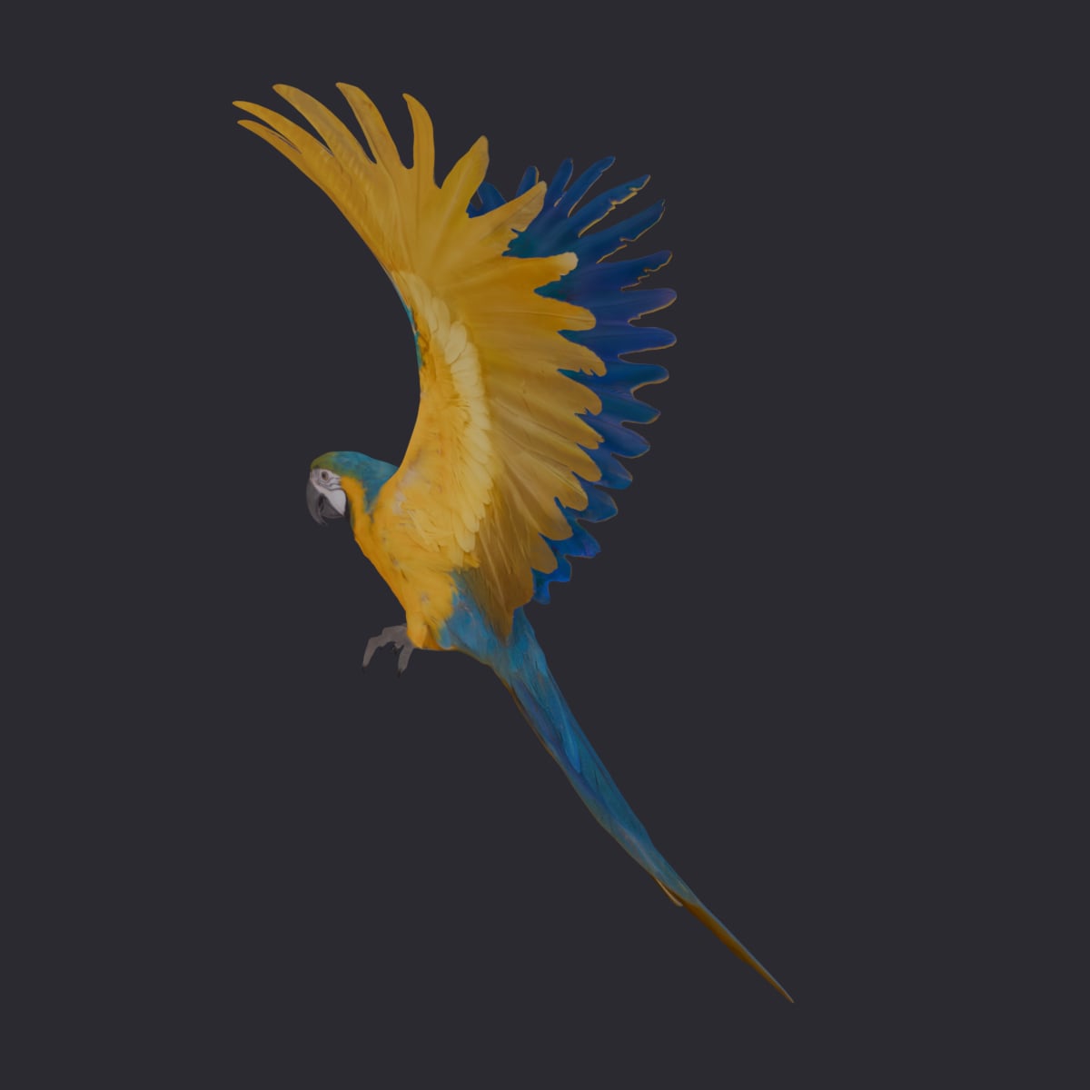 Blue-and-Gold Macaw — Flying Pose, Wings Spread — thumbnail 2