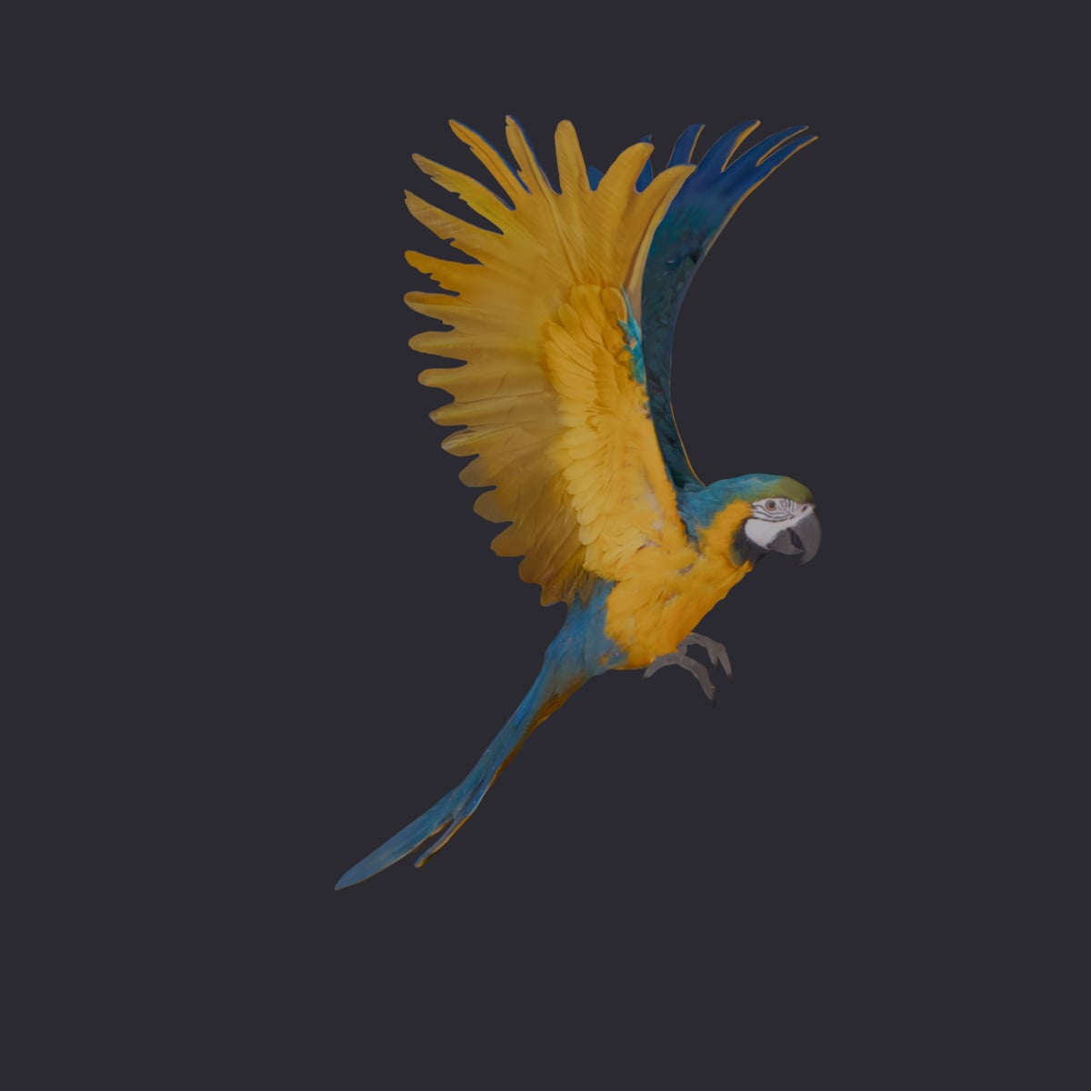 Blue-and-Gold Macaw — Flying Pose, Wings Spread — thumbnail 4