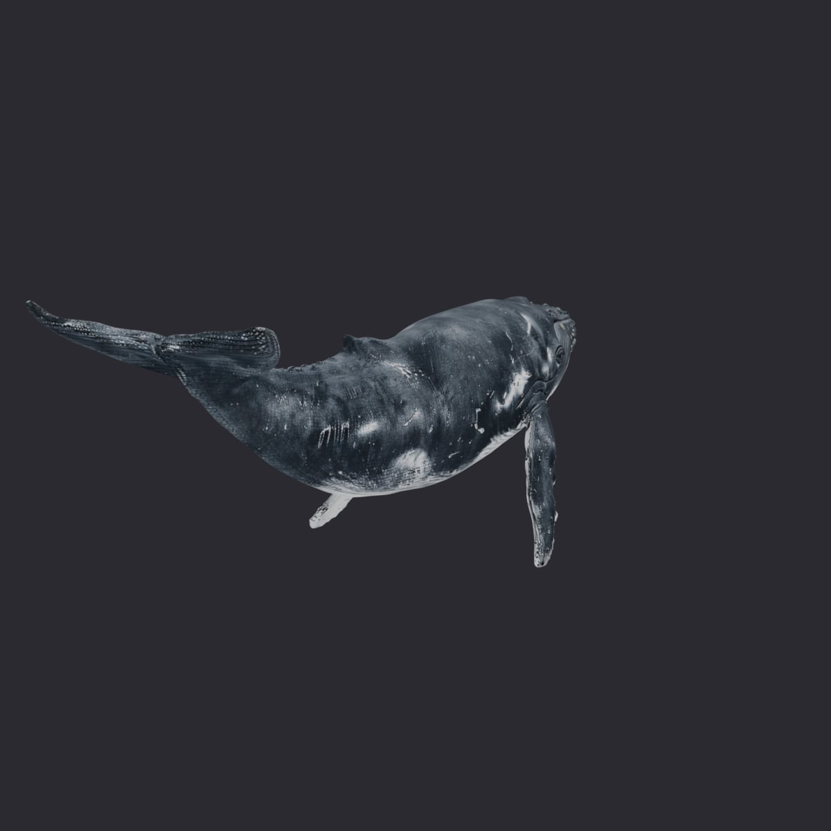 Humpback Whale — Diving Pose with Raised Fluke — thumbnail 3